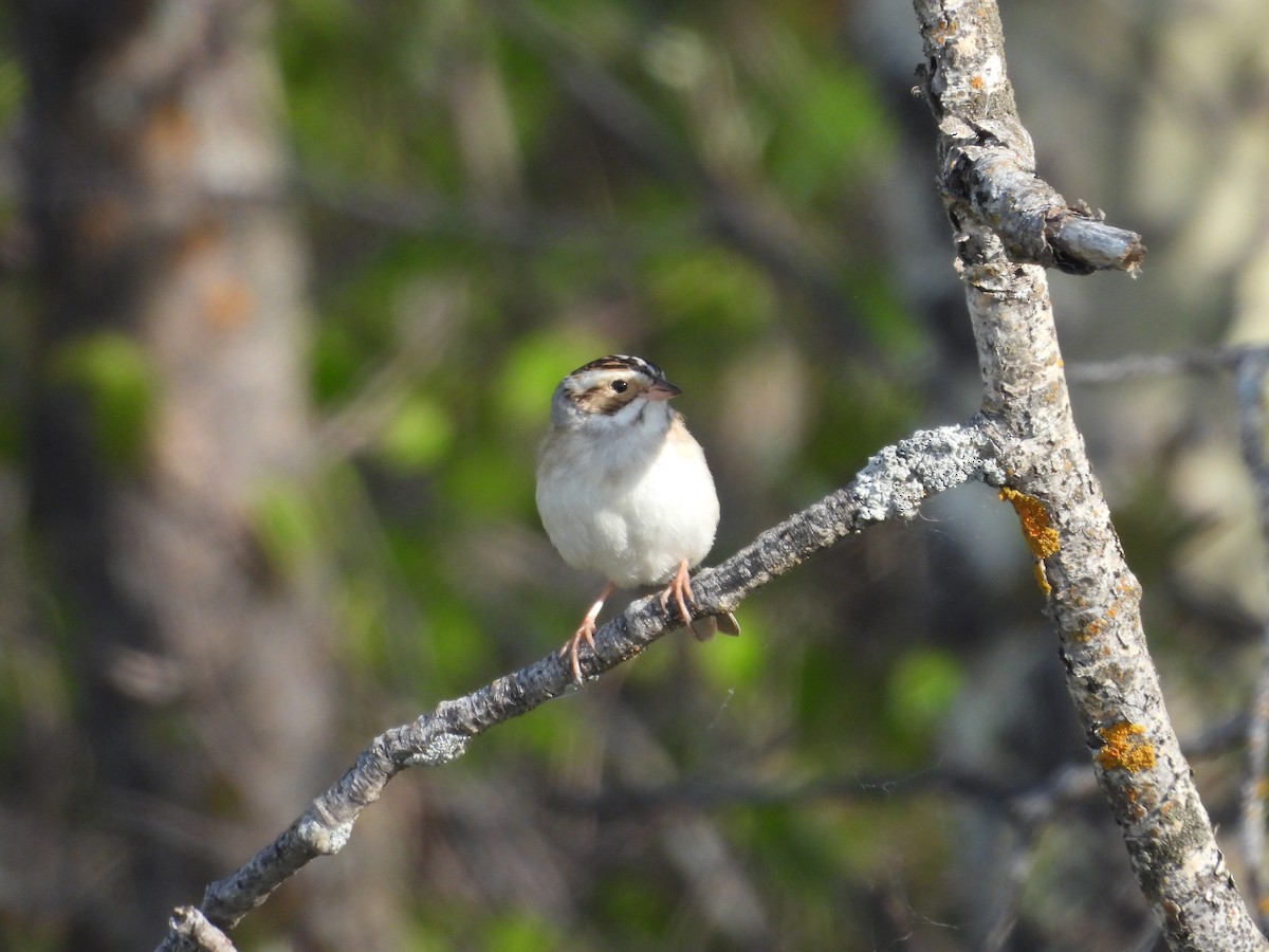 Clay-colored Sparrow - ML619544145