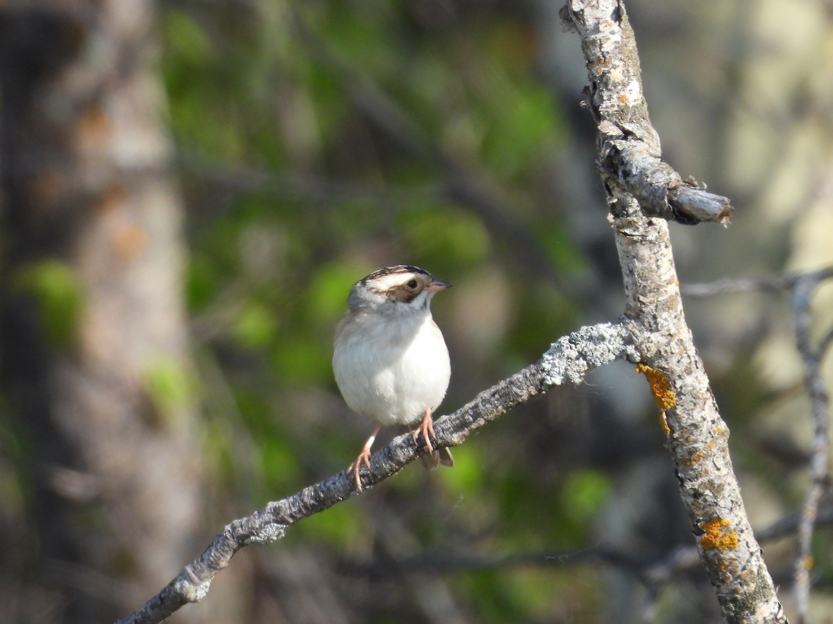 Clay-colored Sparrow - ML619544146