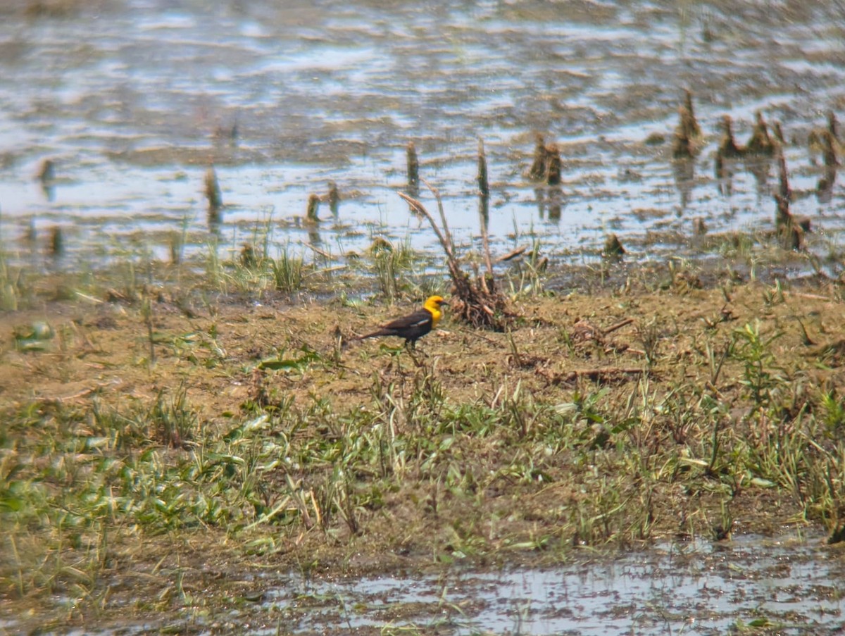 Yellow-headed Blackbird - ML619544160
