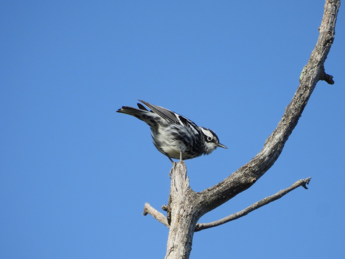 Black-and-white Warbler - ML619544173