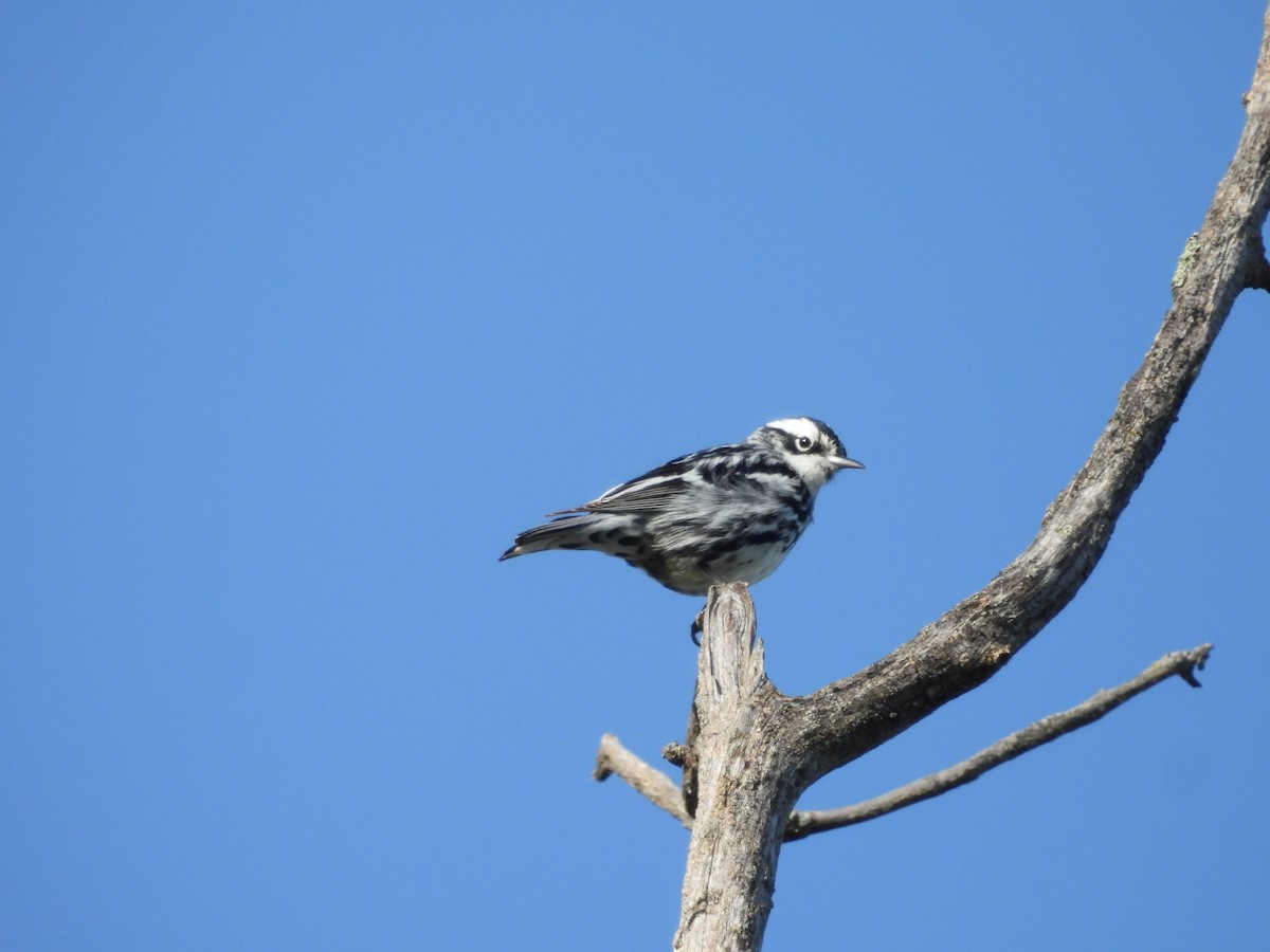 Black-and-white Warbler - ML619544174