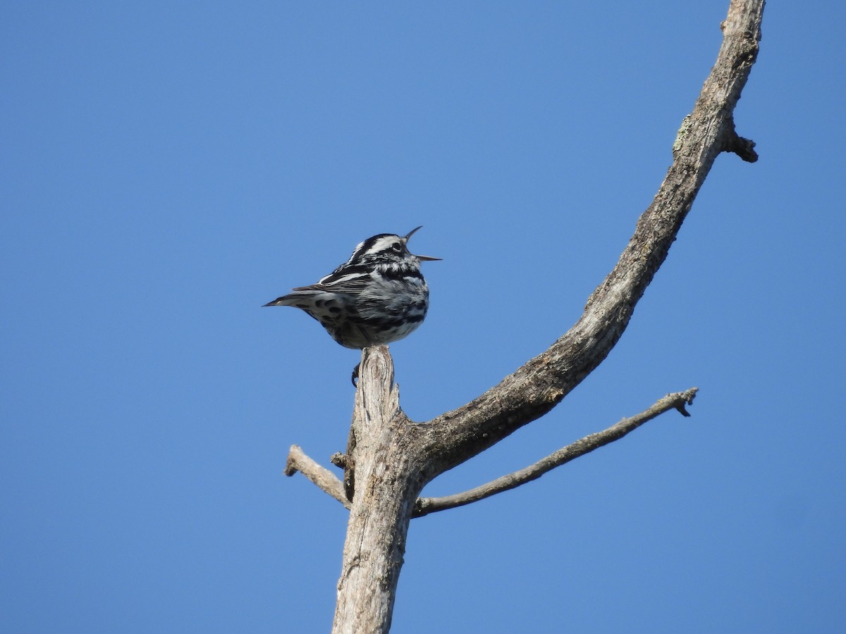 Black-and-white Warbler - ML619544175