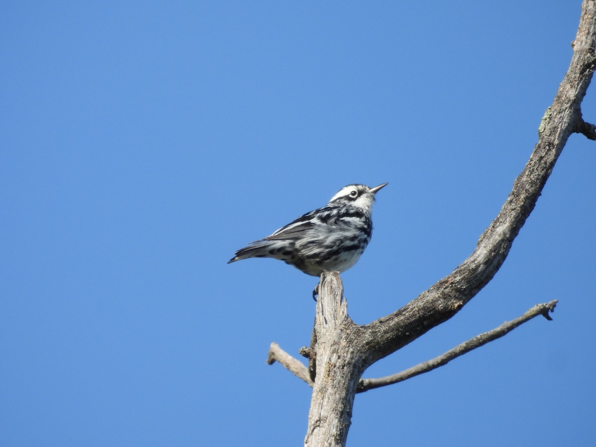 Black-and-white Warbler - ML619544176