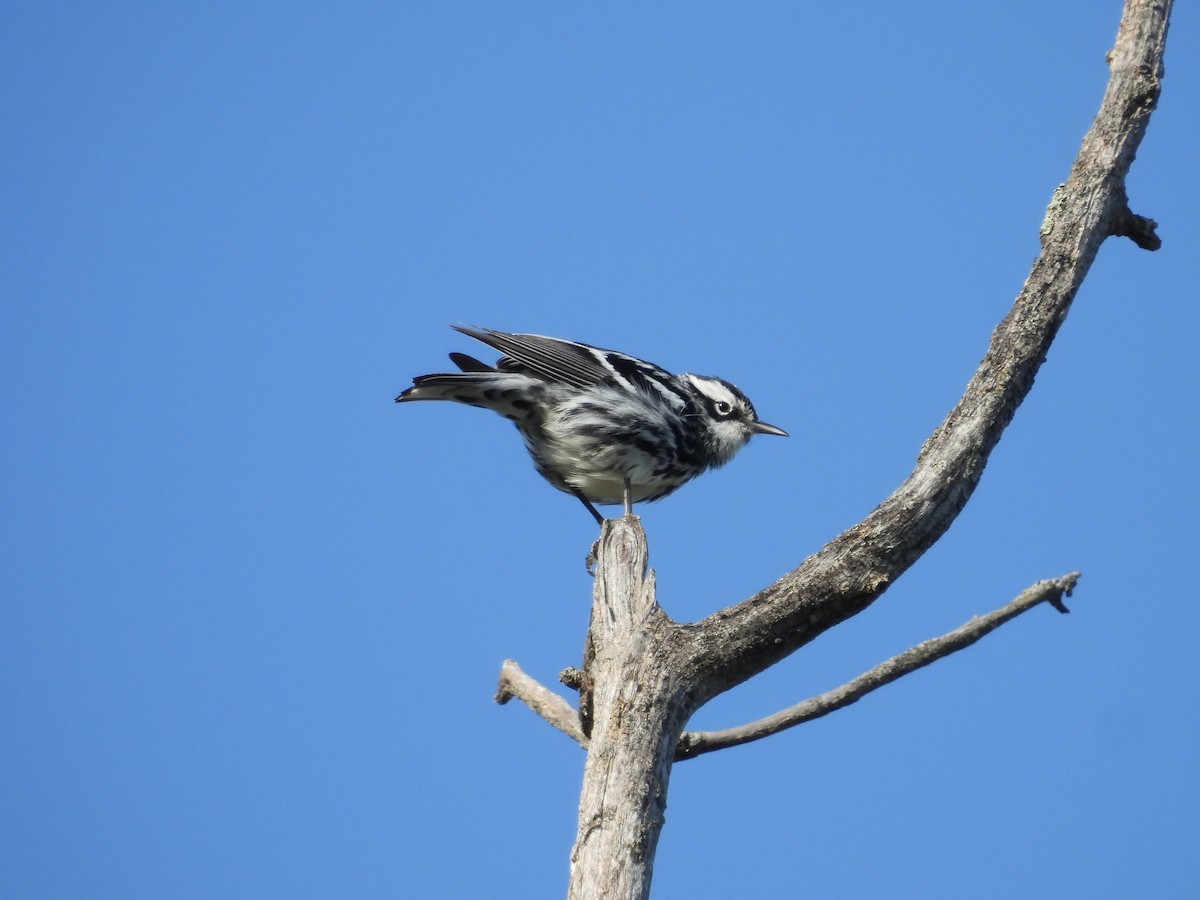 Black-and-white Warbler - ML619544177