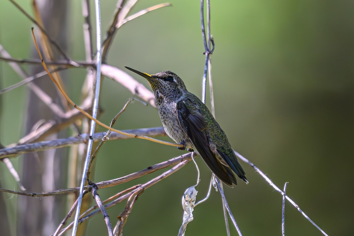 Anna's Hummingbird - ML619544203
