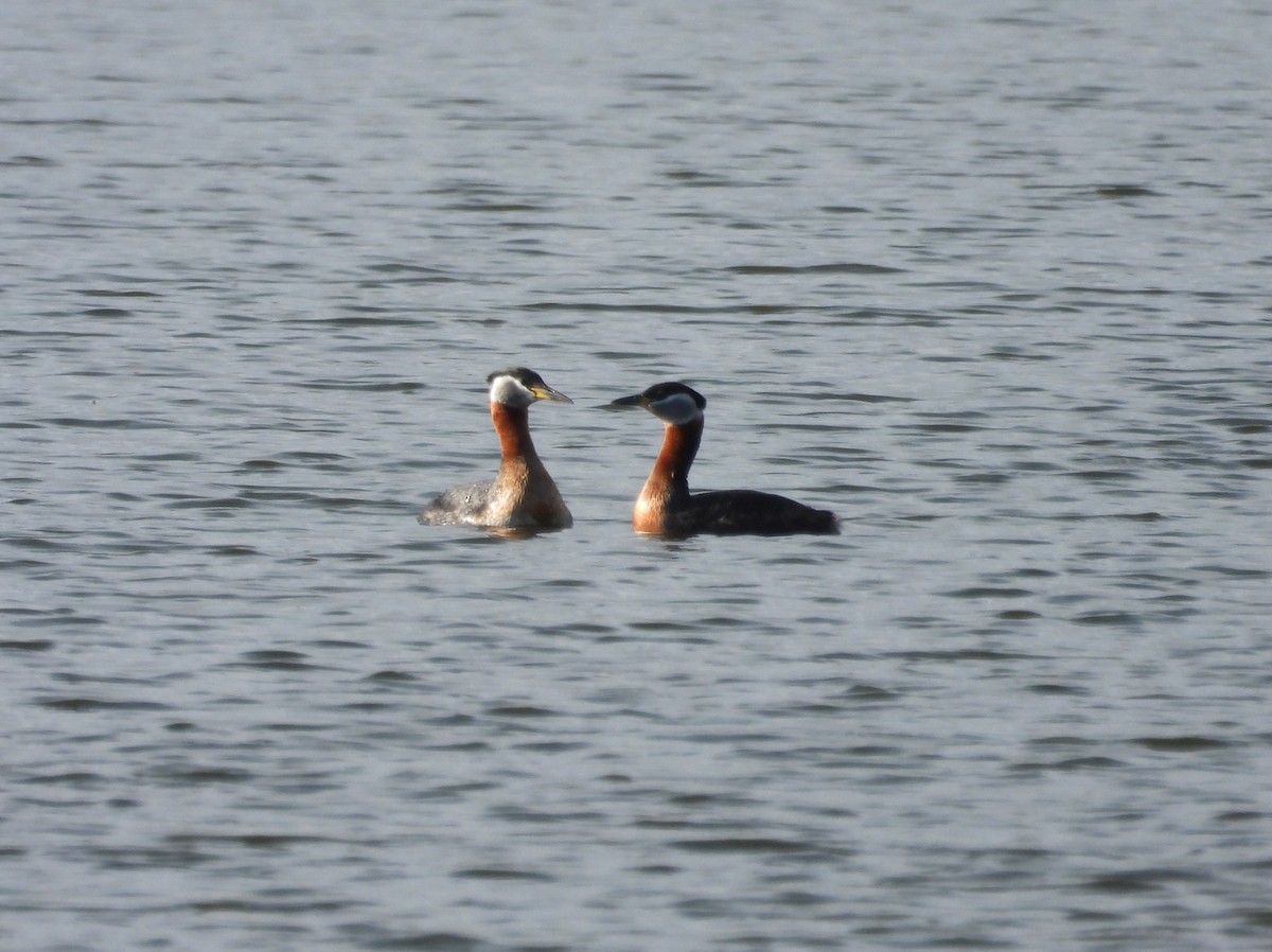 Red-necked Grebe - ML619544235