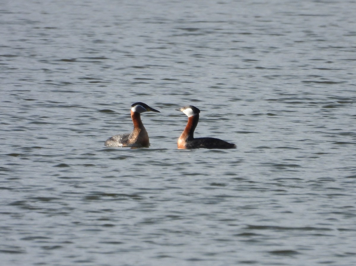 Red-necked Grebe - ML619544236