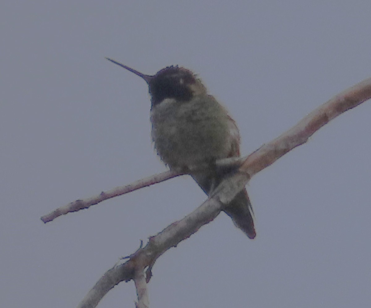 Anna's Hummingbird - ML619544295