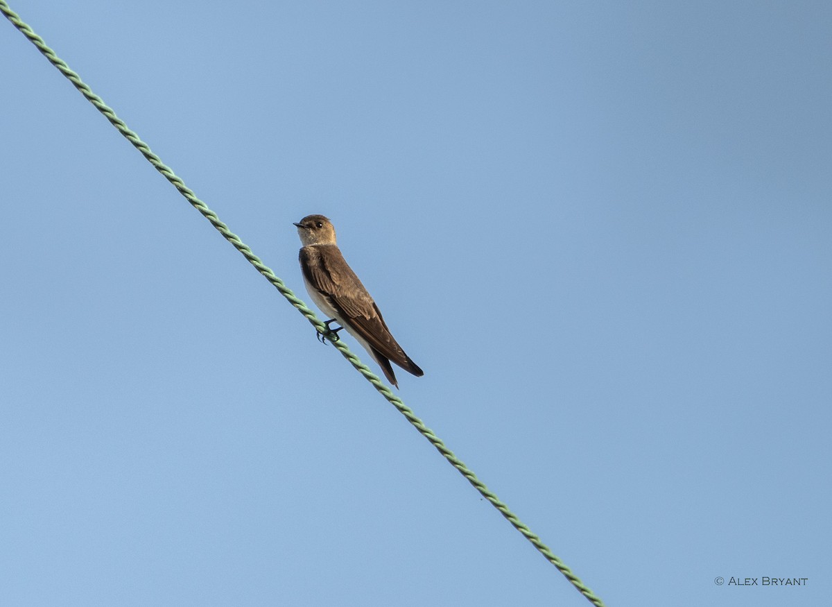 Northern Rough-winged Swallow - ML619544312