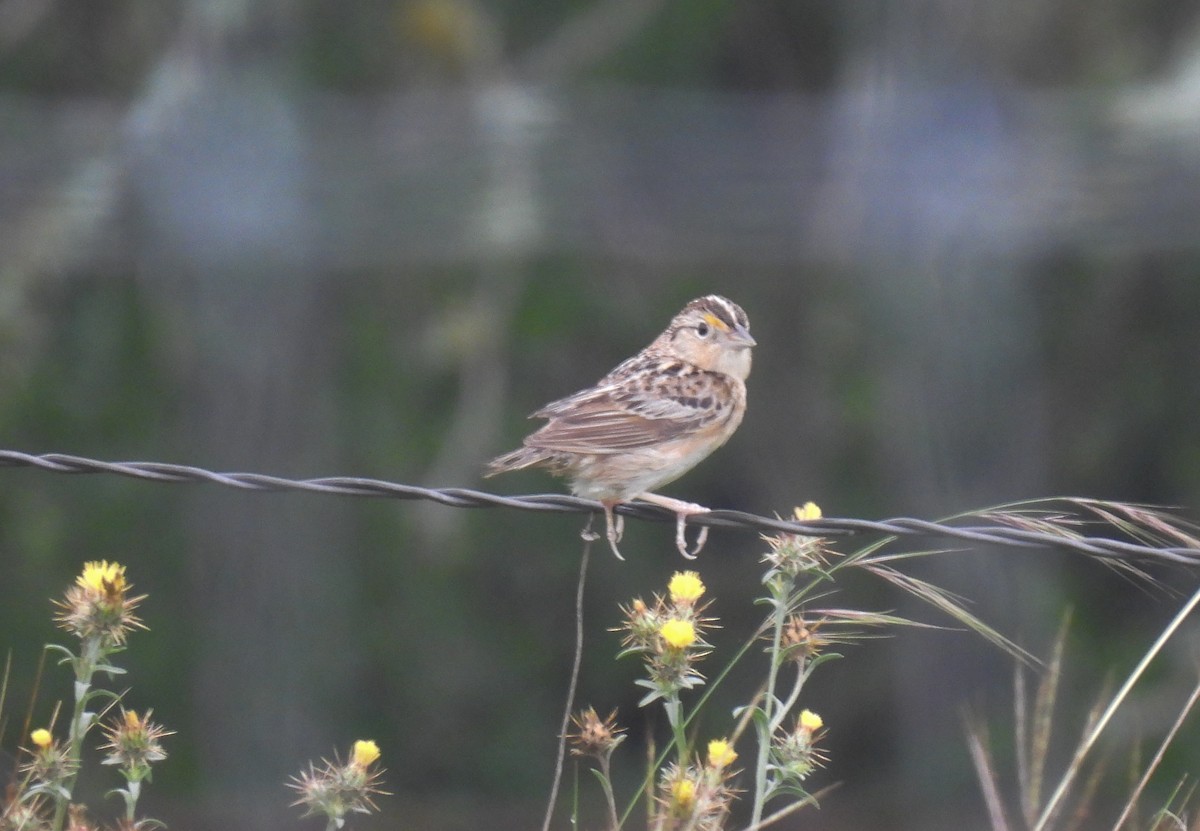 Grasshopper Sparrow - ML619544315