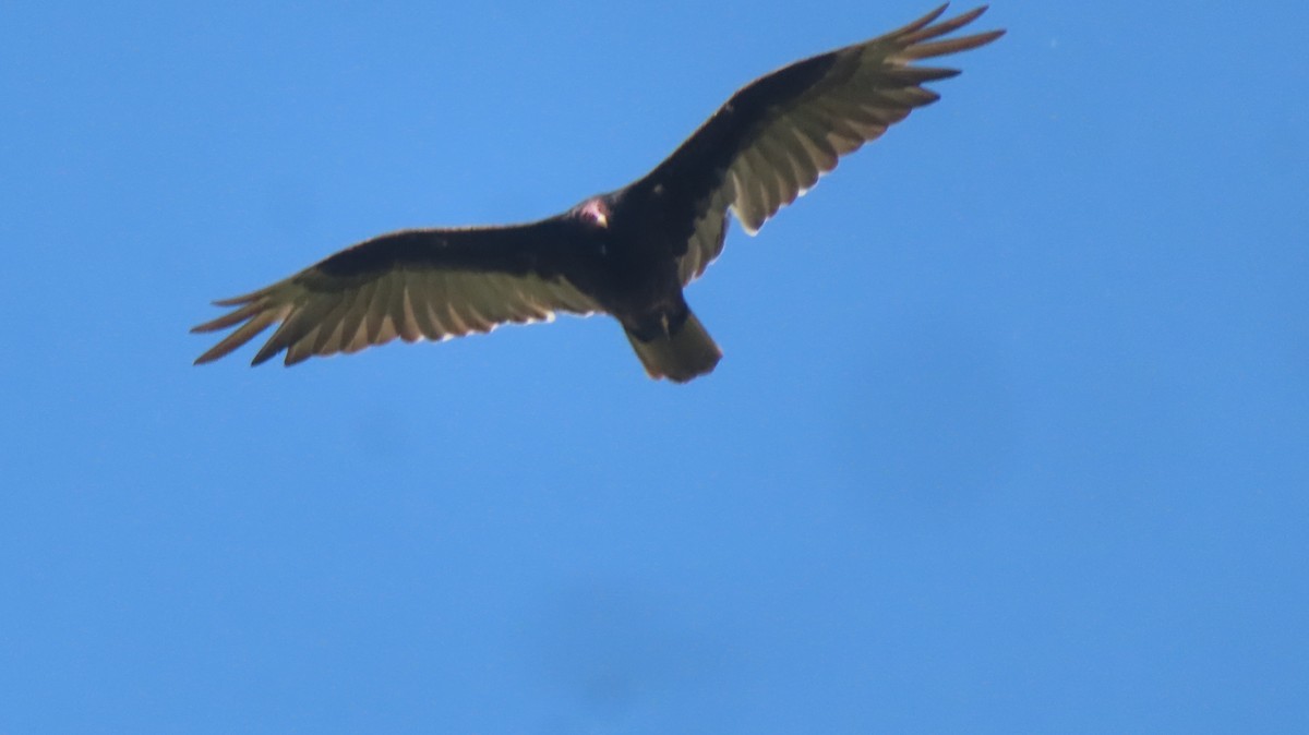 Turkey Vulture - ML619544327