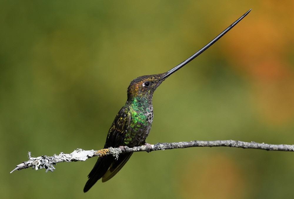Sword-billed Hummingbird - ML619544334