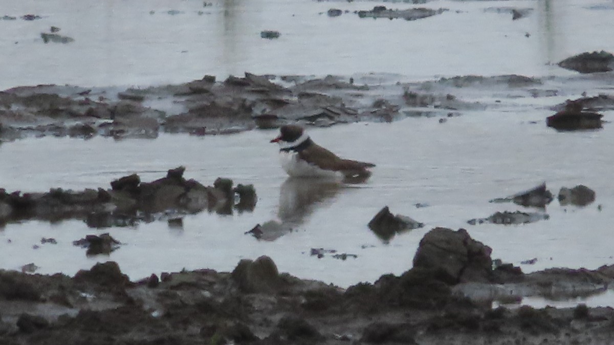 Semipalmated Plover - ML619544394