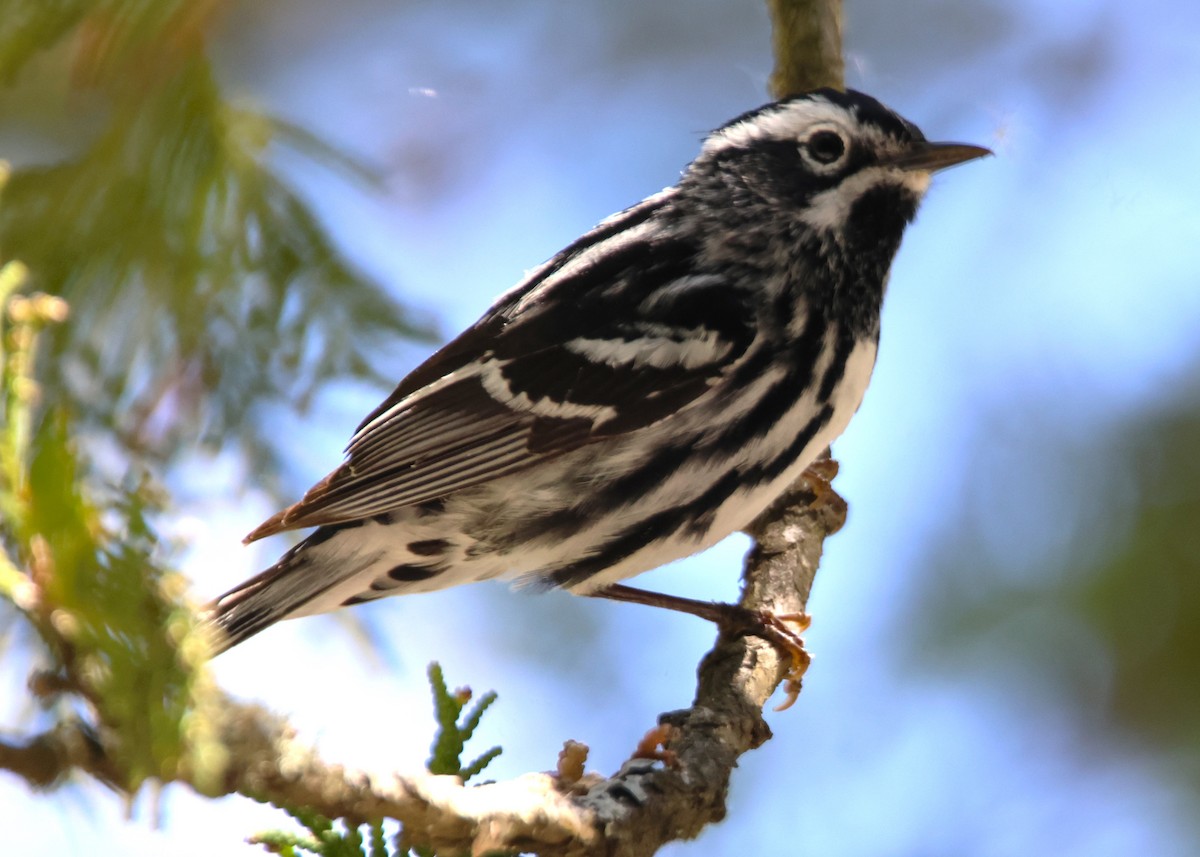 Black-and-white Warbler - ML619544411