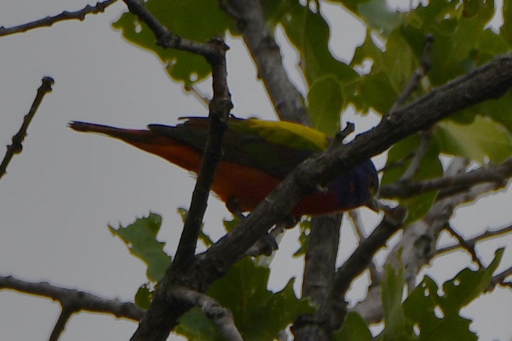 Painted Bunting - ML619544425