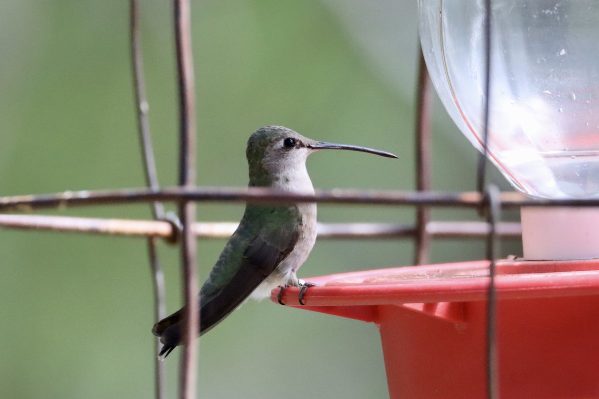 Black-chinned Hummingbird - ML619544435