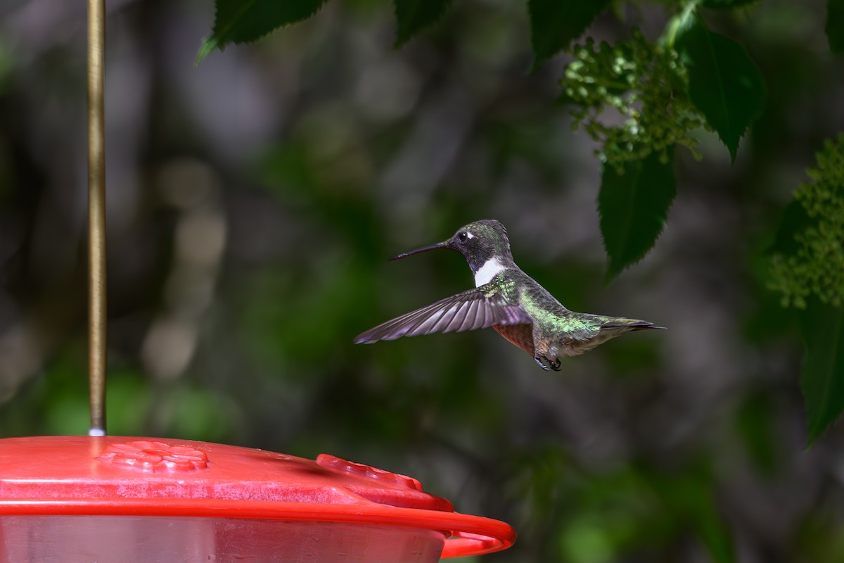 Black-chinned Hummingbird - ML619544445