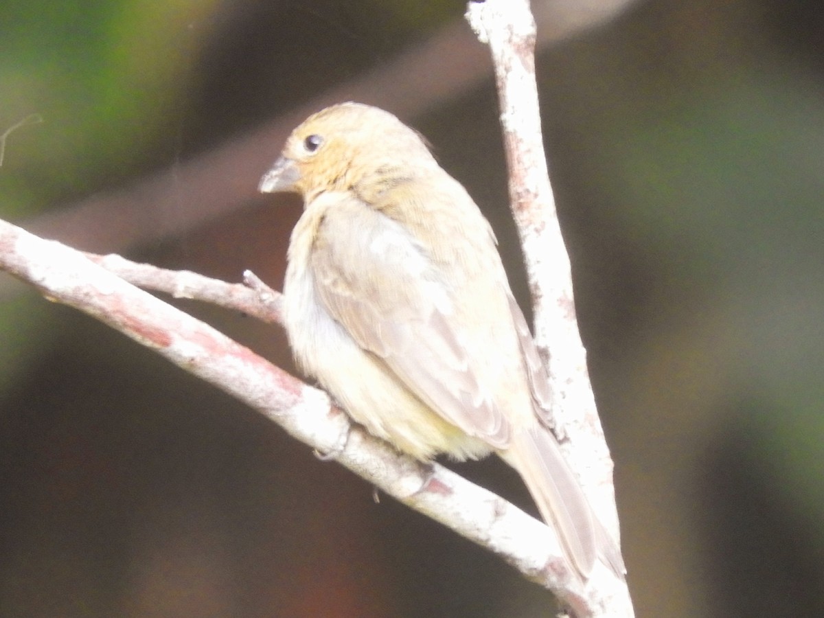 Yellow-bellied Seedeater - ML619544453