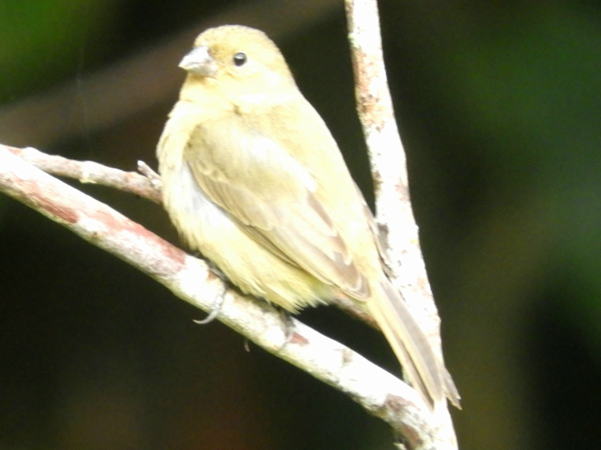 Yellow-bellied Seedeater - ML619544454