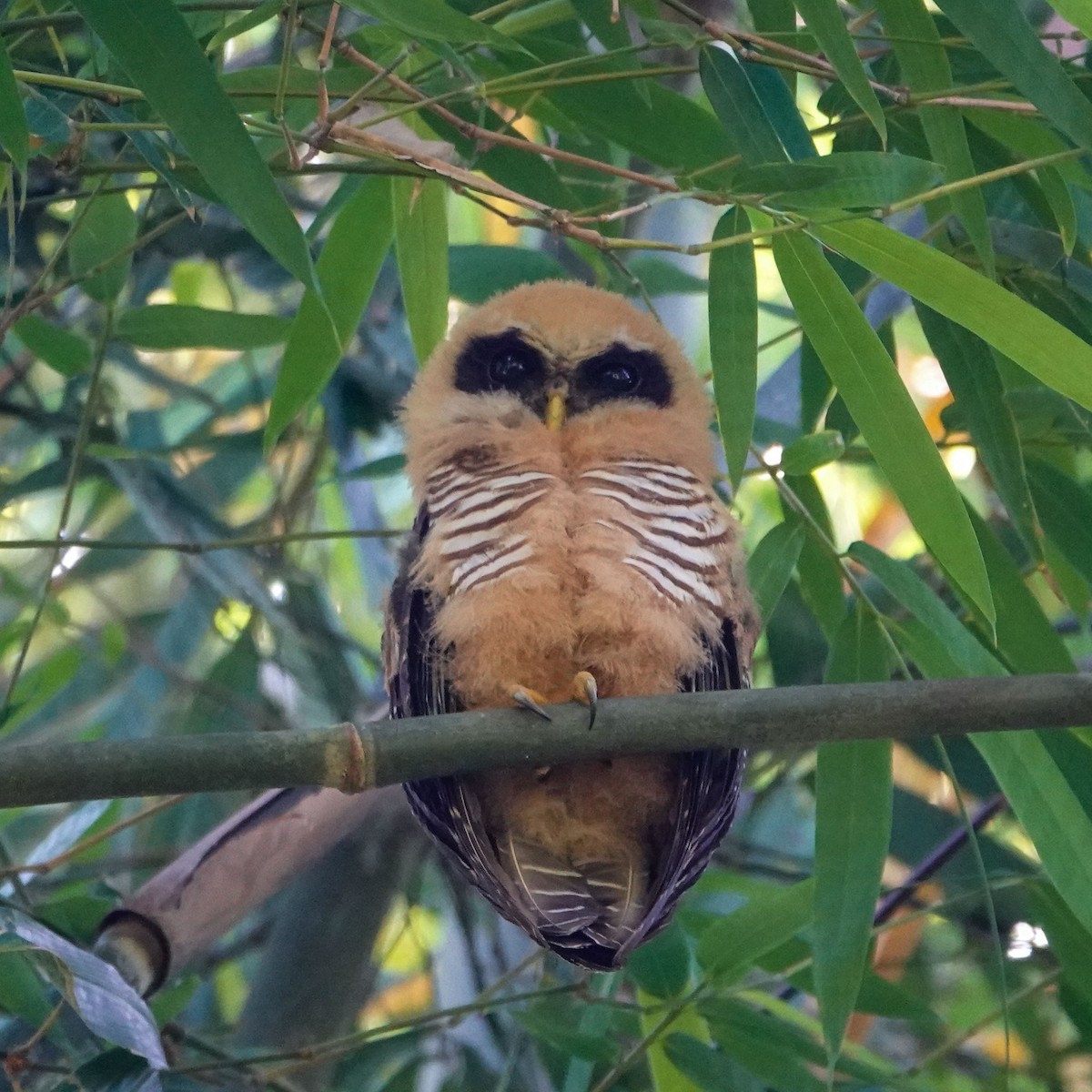 Band-bellied Owl - ML619544524