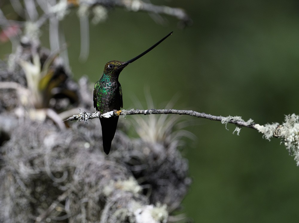 Sword-billed Hummingbird - ML619544535