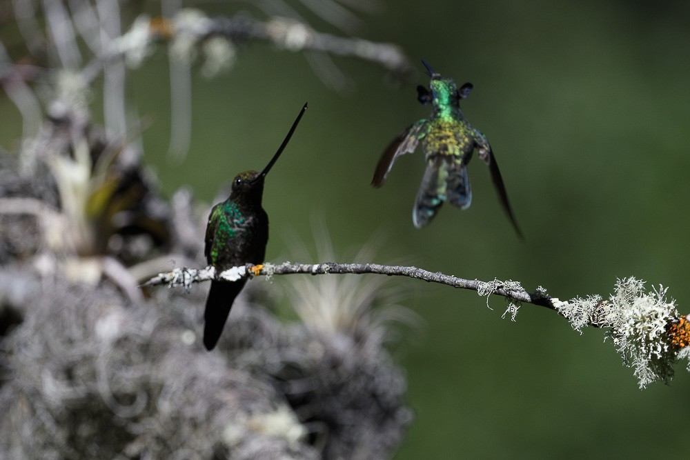 Sword-billed Hummingbird - ML619544537