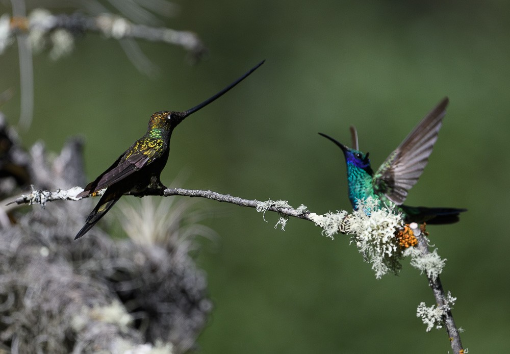 Sword-billed Hummingbird - ML619544539