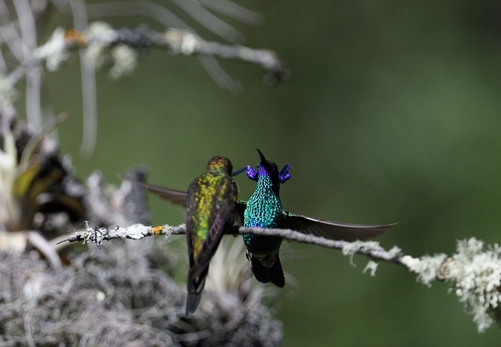 Sword-billed Hummingbird - ML619544545
