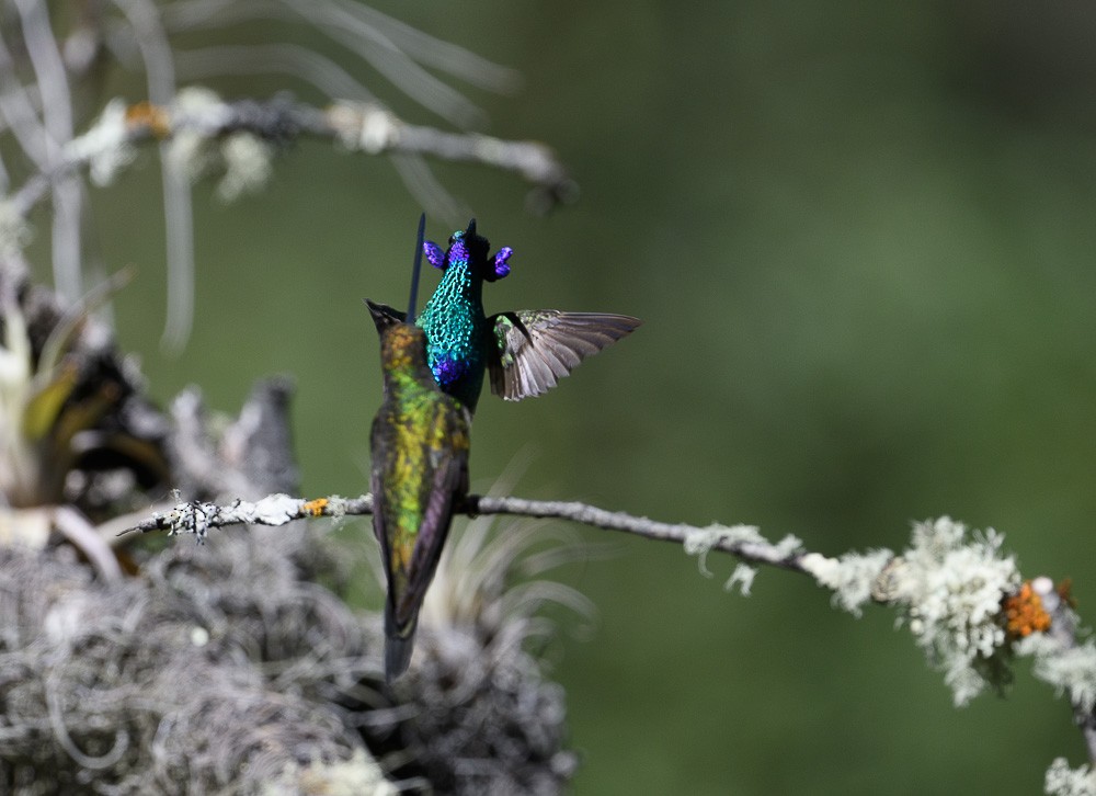 Sword-billed Hummingbird - ML619544549