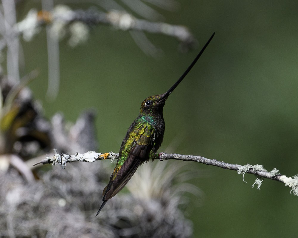 Sword-billed Hummingbird - ML619544552