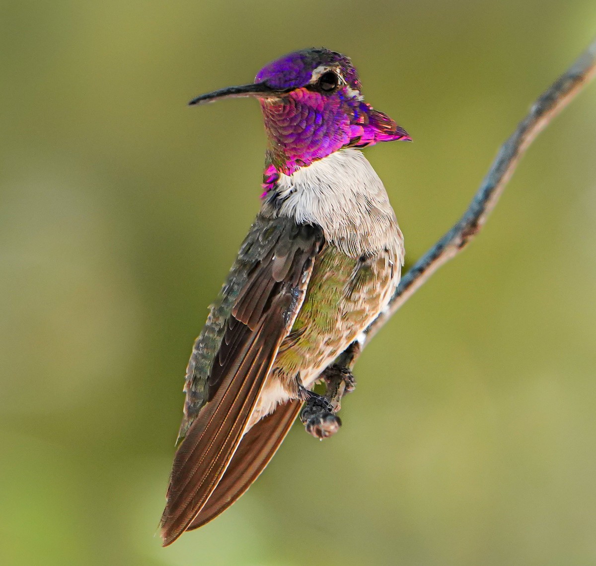 Costa's Hummingbird - ML619544560