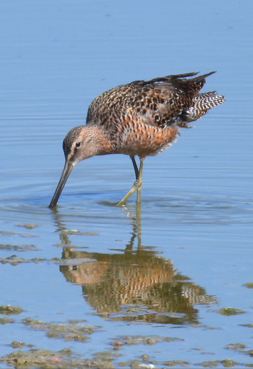 Long-billed Dowitcher - ML619544564