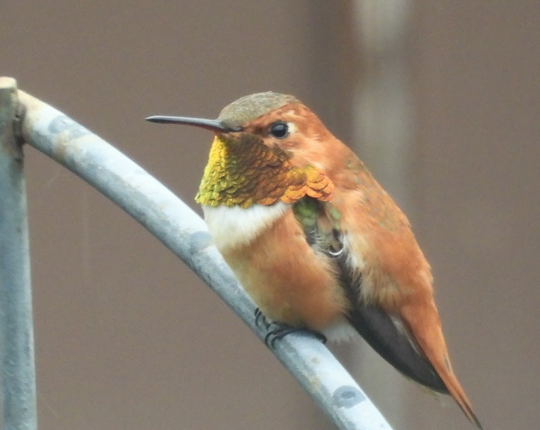 Rufous Hummingbird - ML619544567