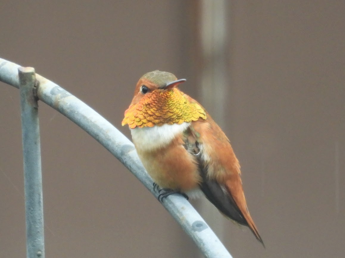 Rufous Hummingbird - ML619544568