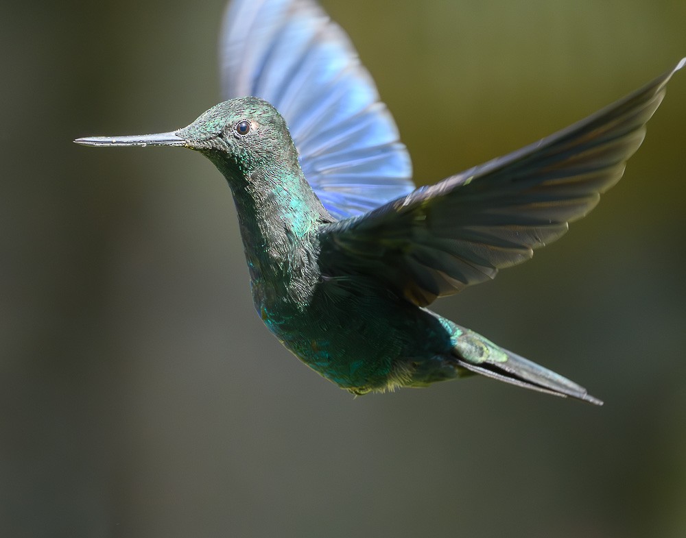 kolibřík modrokřídlý - ML619544574