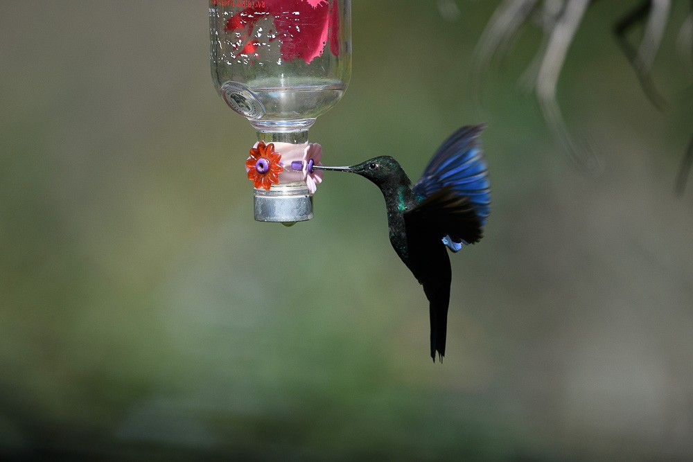 kolibřík modrokřídlý - ML619544575