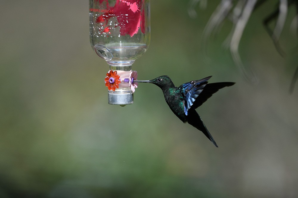 kolibřík modrokřídlý - ML619544577