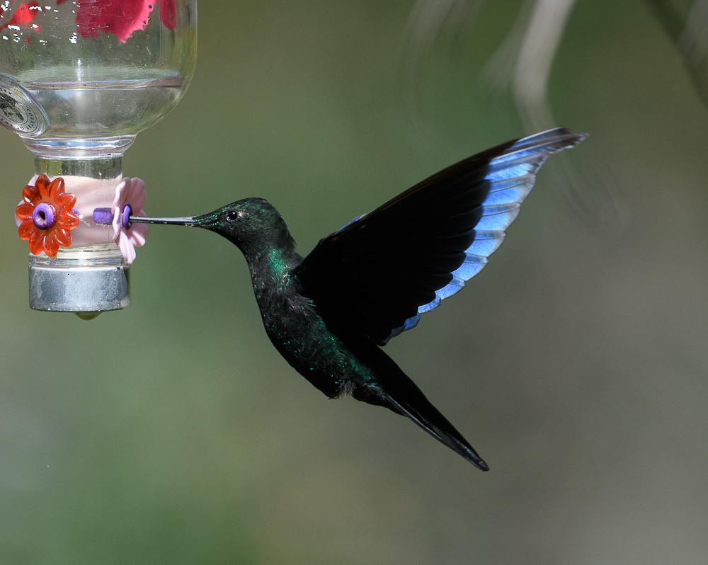 kolibřík modrokřídlý - ML619544578