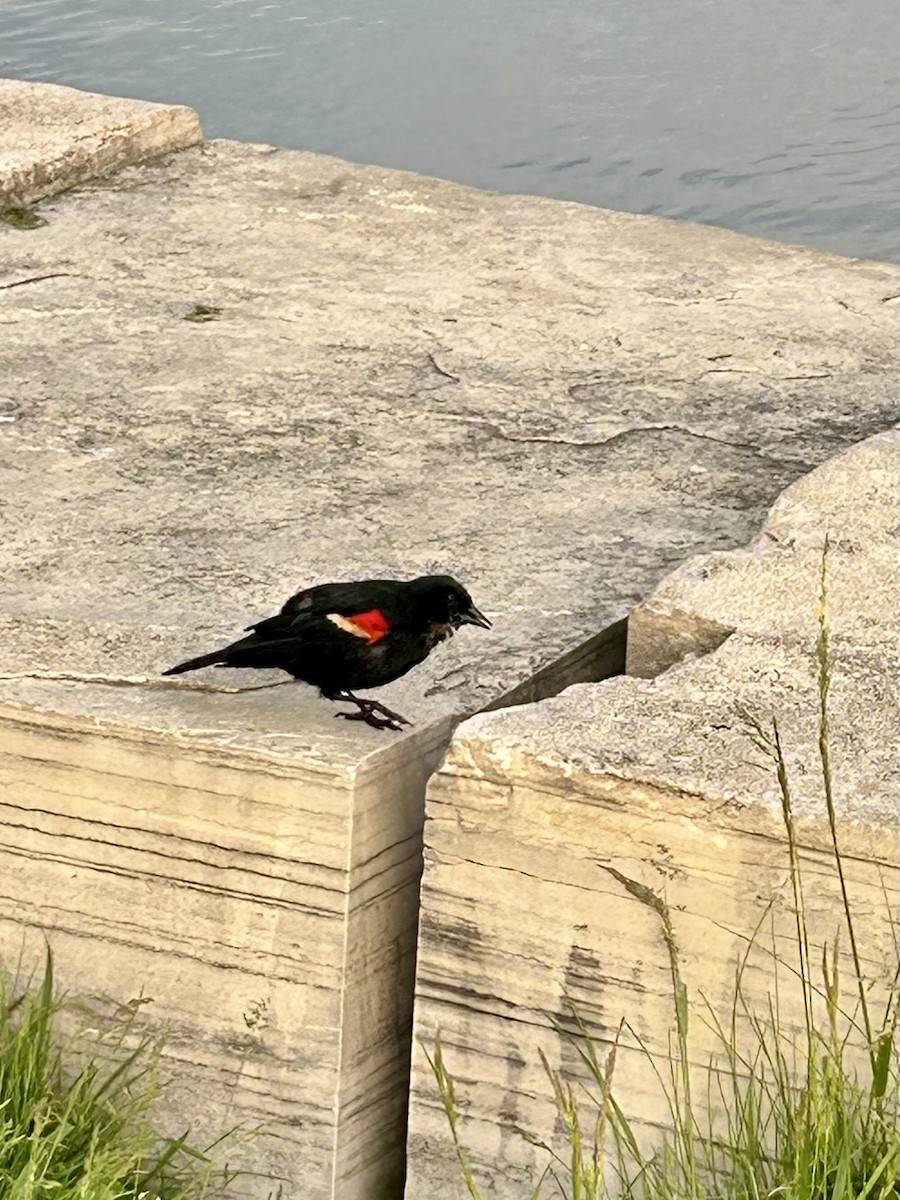 Red-winged Blackbird - ML619544585