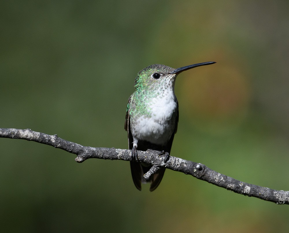 Green-and-white Hummingbird - ML619544589