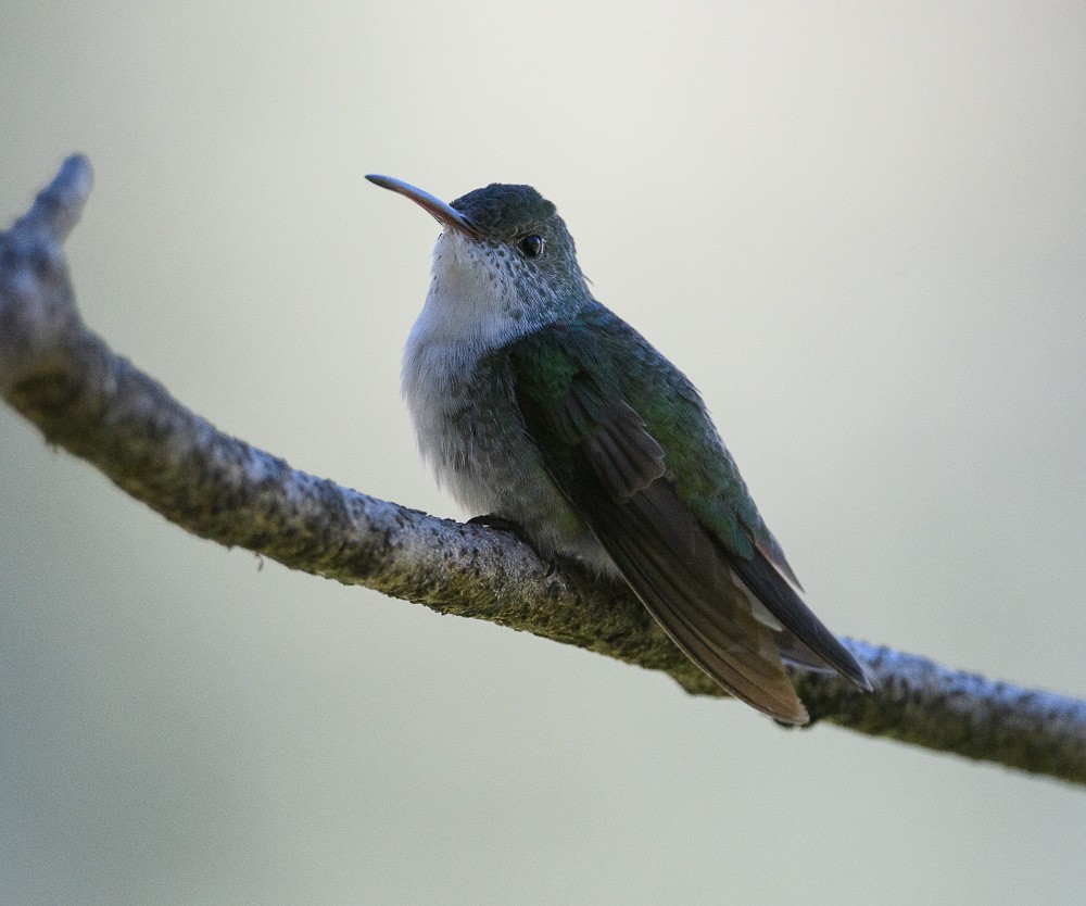 Green-and-white Hummingbird - ML619544590