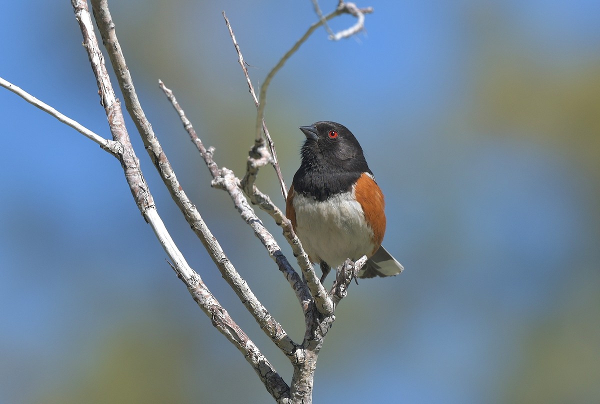 Spotted Towhee - ML619544596