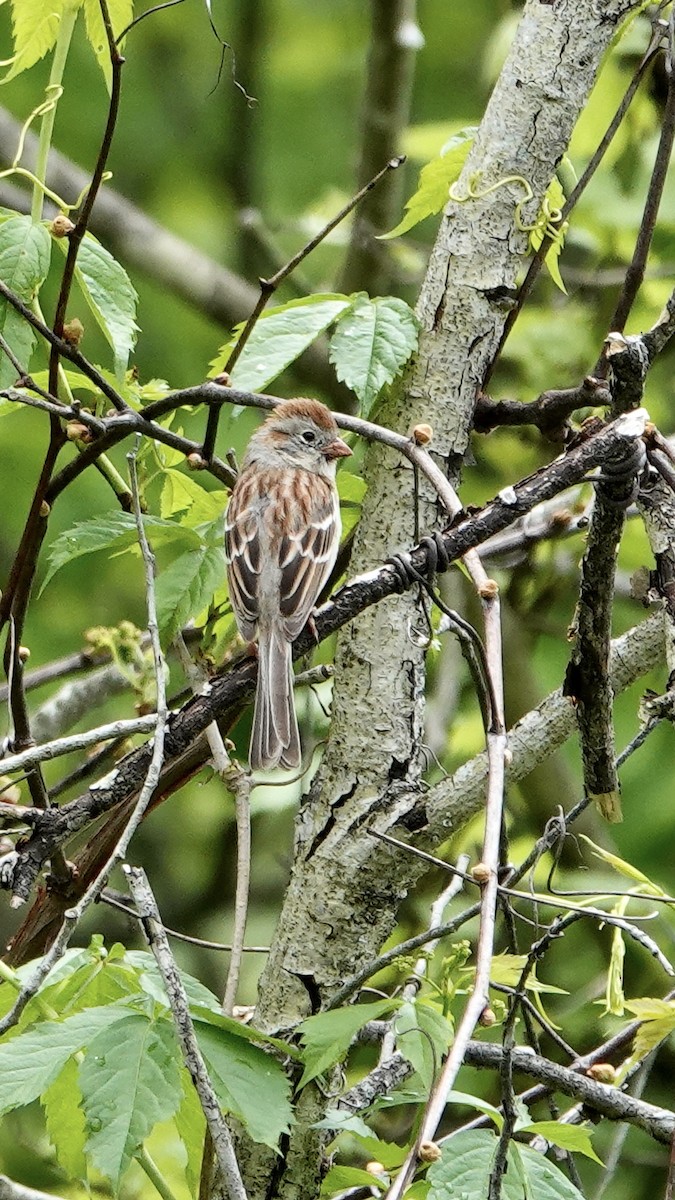 Field Sparrow - ML619544611