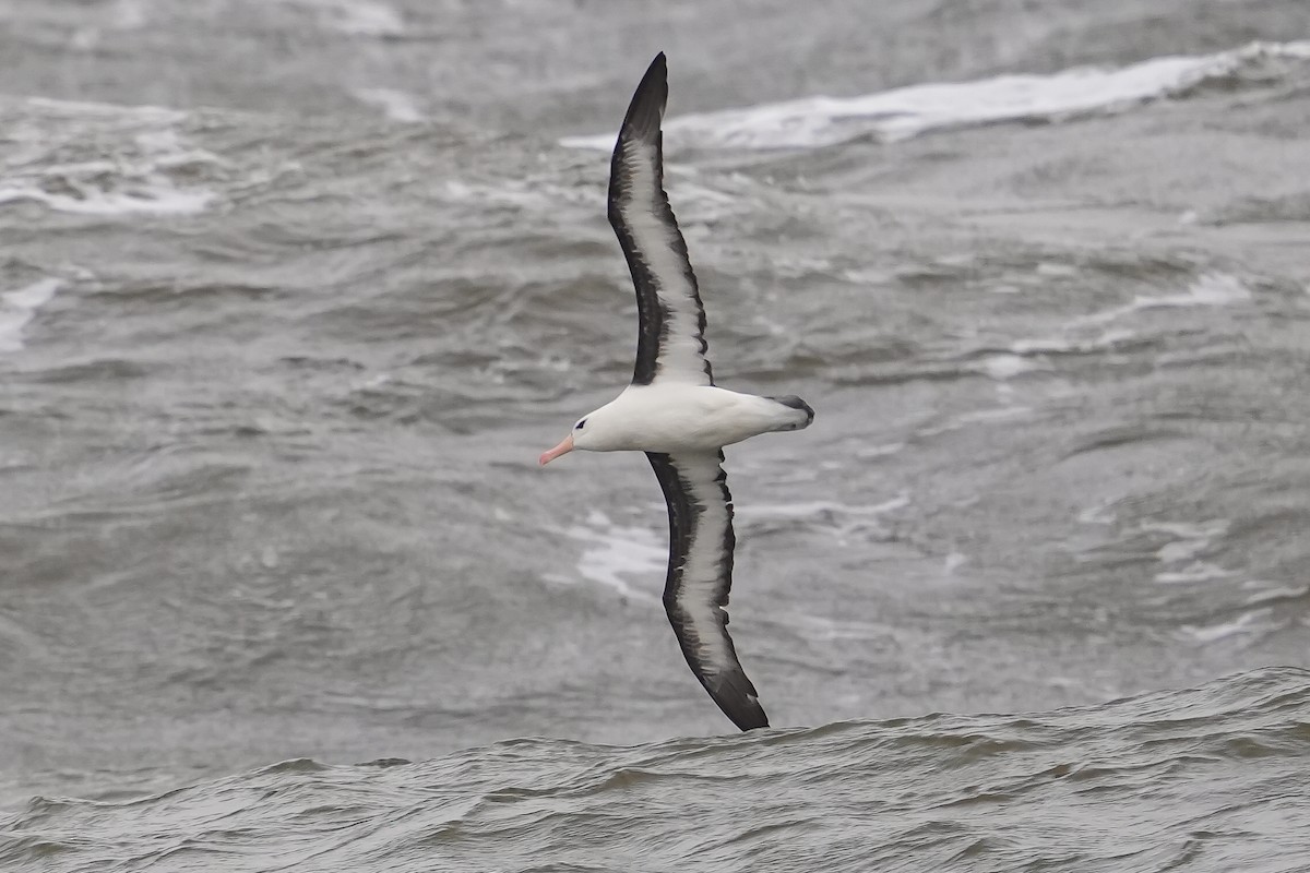 albatros černobrvý - ML619544623