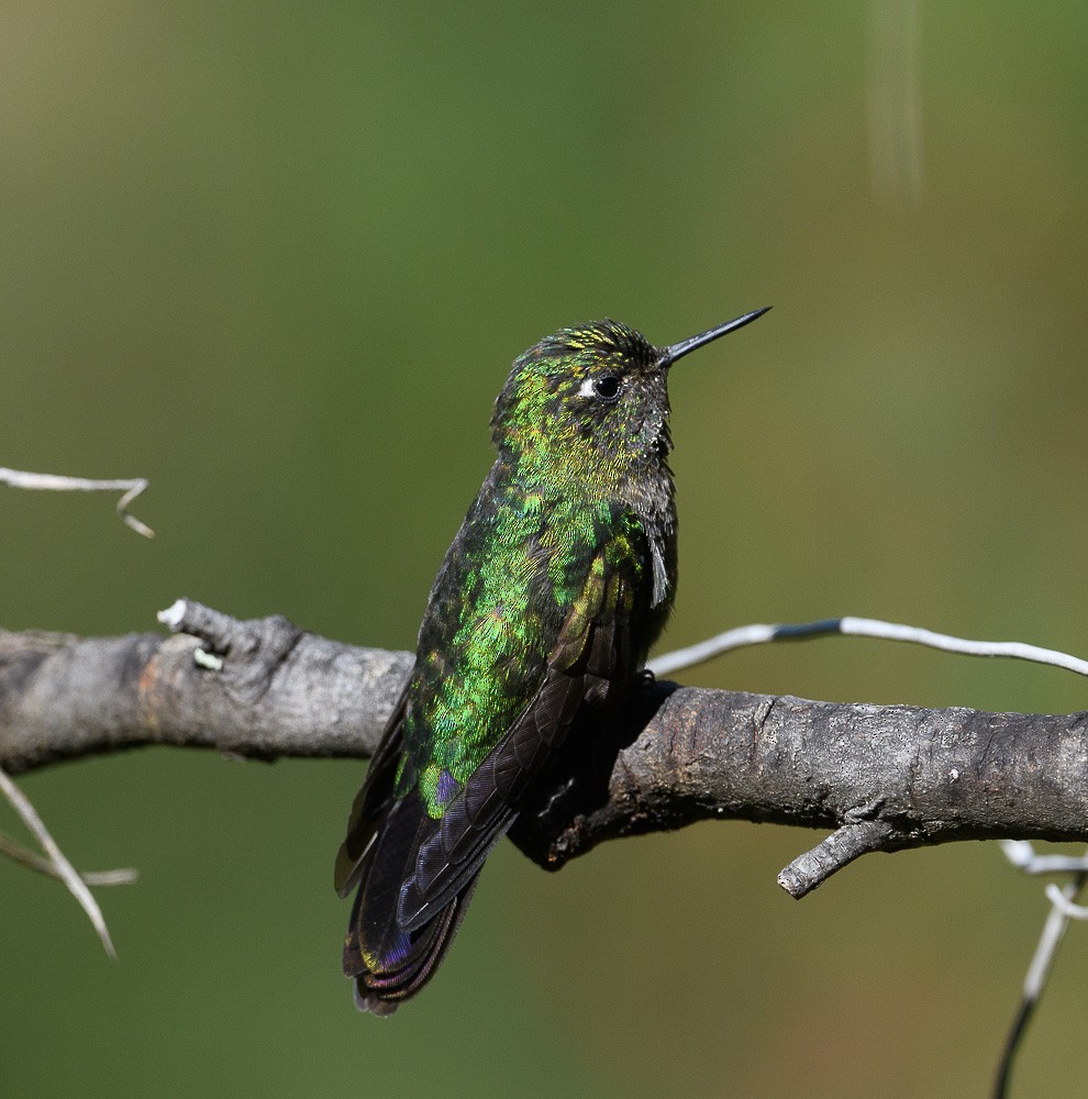 kolibřík dřišťálový - ML619544624