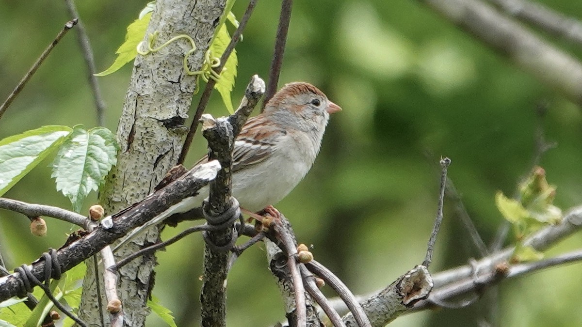 Field Sparrow - ML619544625