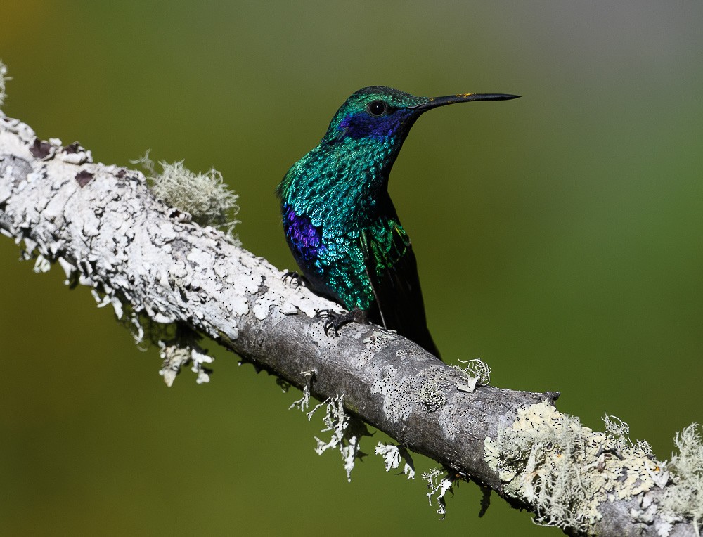 kolibřík modrolící - ML619544630
