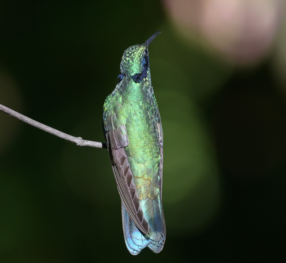 kolibřík modrolící - ML619544631