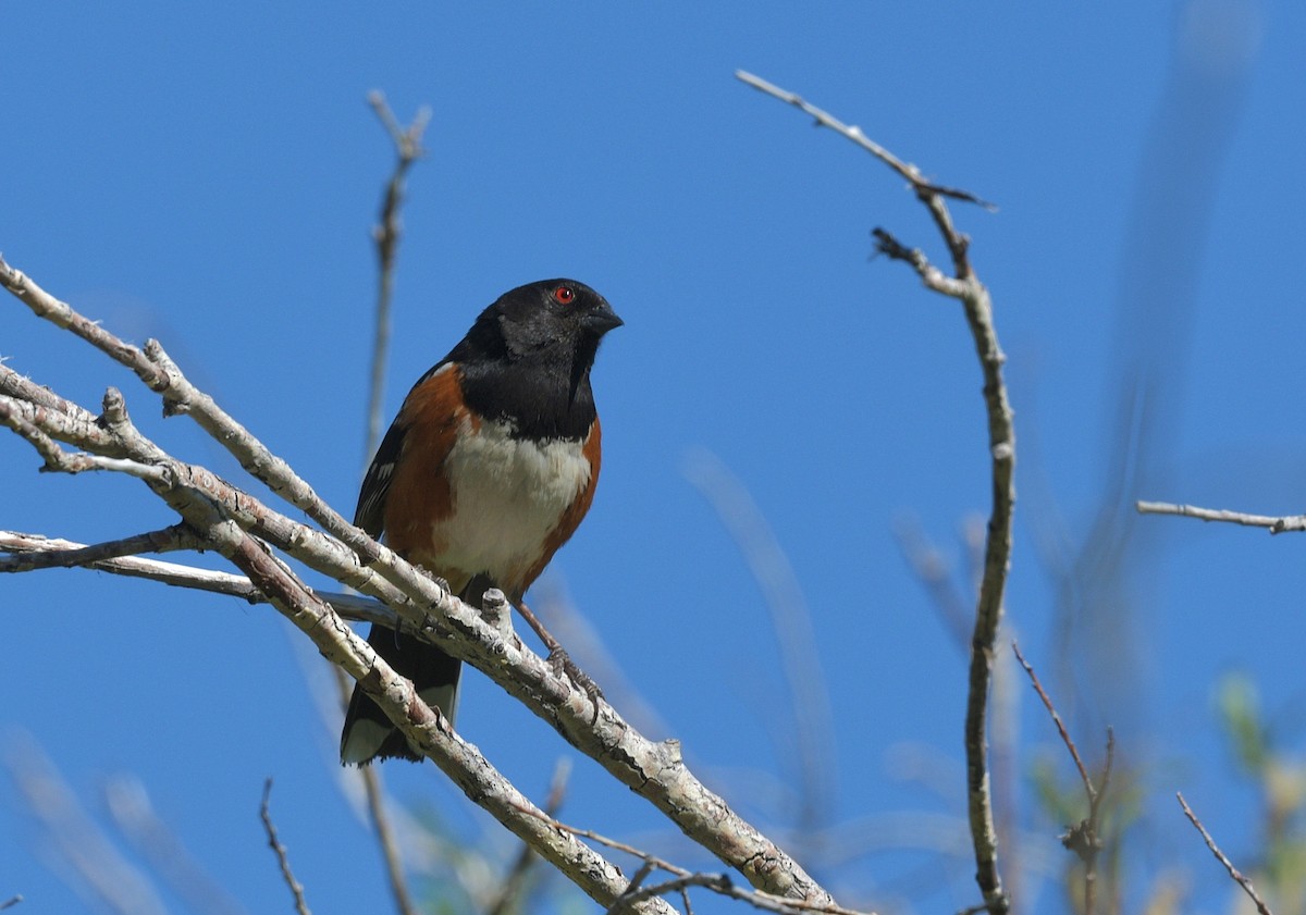 Spotted Towhee - ML619544633