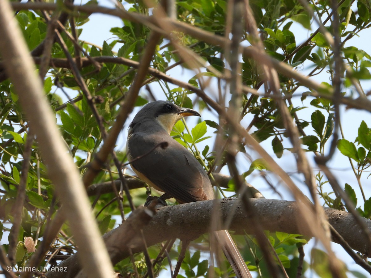 Mangrove Cuckoo - ML619544676